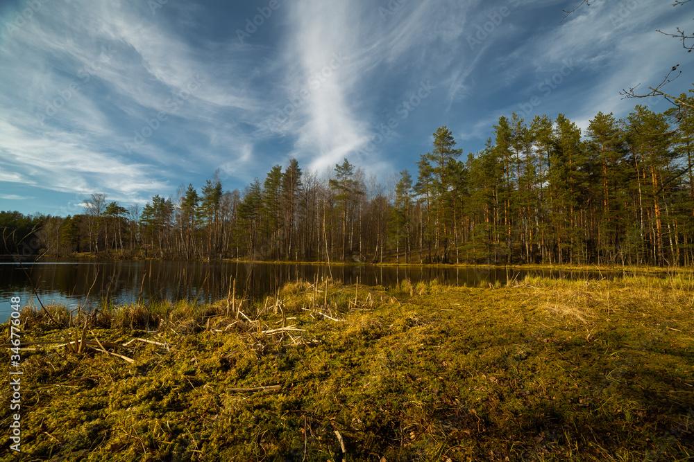 Pine forest and lake in Russia
