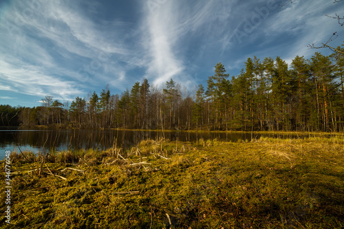 Obraz na płótnie Pine forest and lake in Russia w salonie