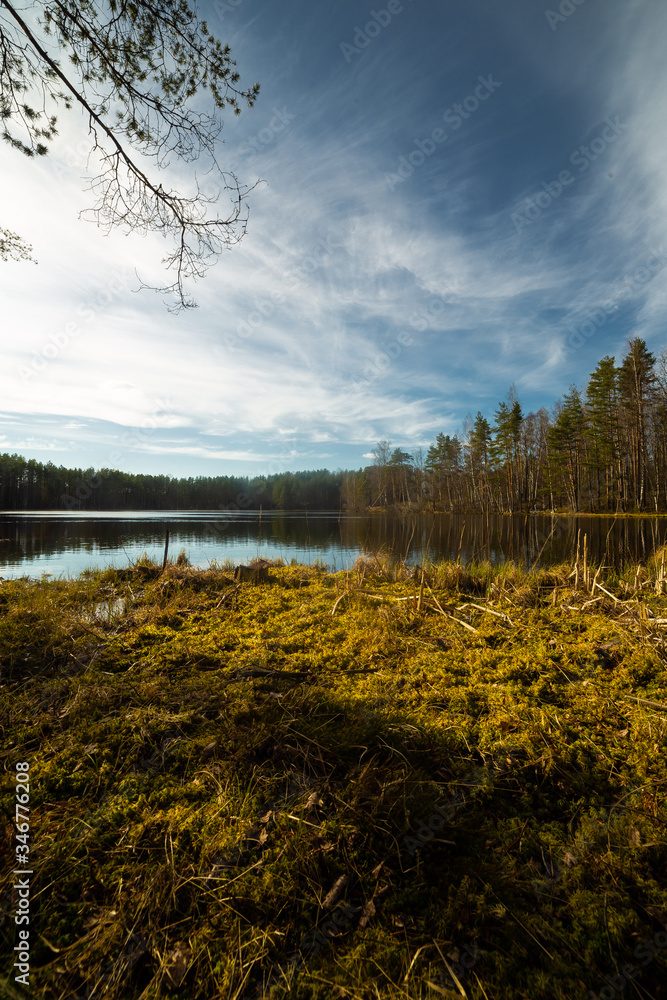 Pine forest and lake in Russia