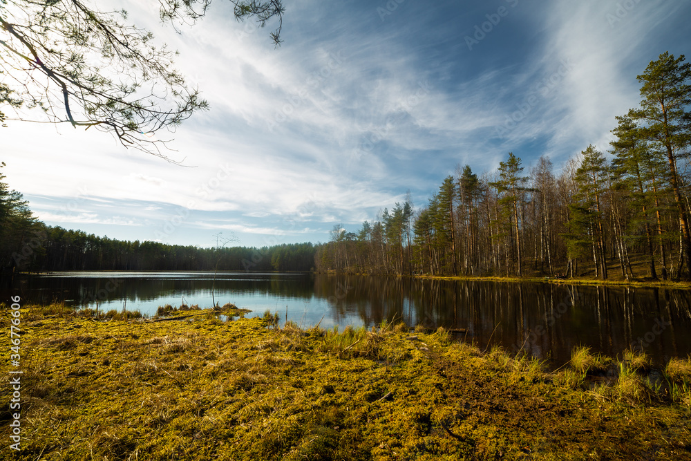 Pine forest and lake in Russia