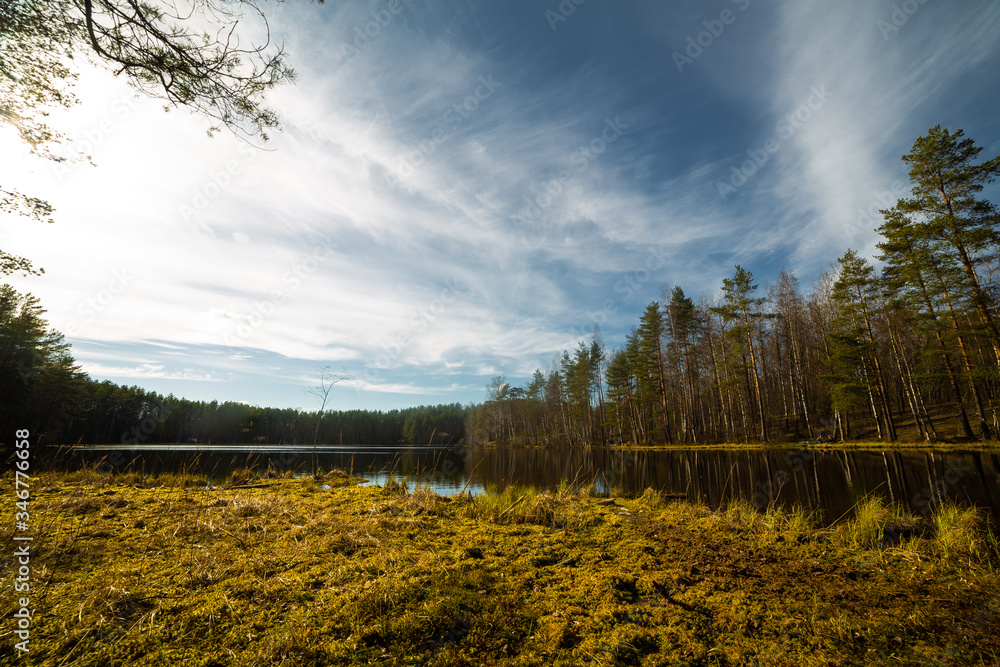 Pine forest and lake in Russia