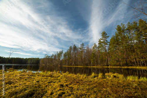 Pine forest and lake in Russia 