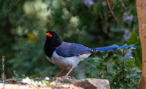 Portrait of Red-billed blue magpie( Urocissa erythrorhyncha) Perching on tree branch