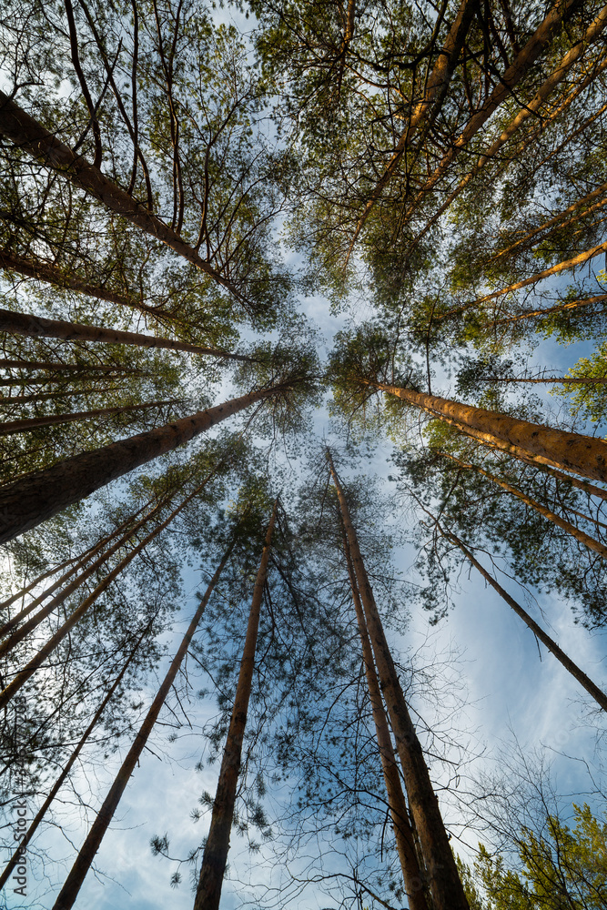 Pine tree at the summer day