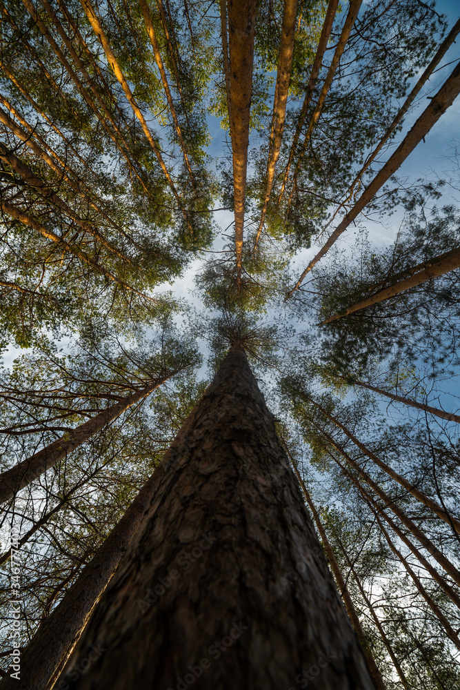 Pine tree at the summer day