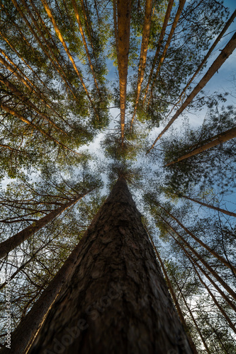 Obraz na płótnie Pine tree at the summer day w salonie