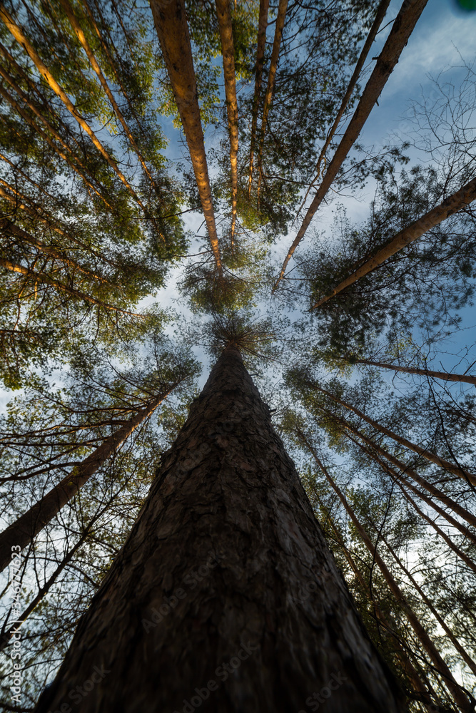 Pine tree at the summer day