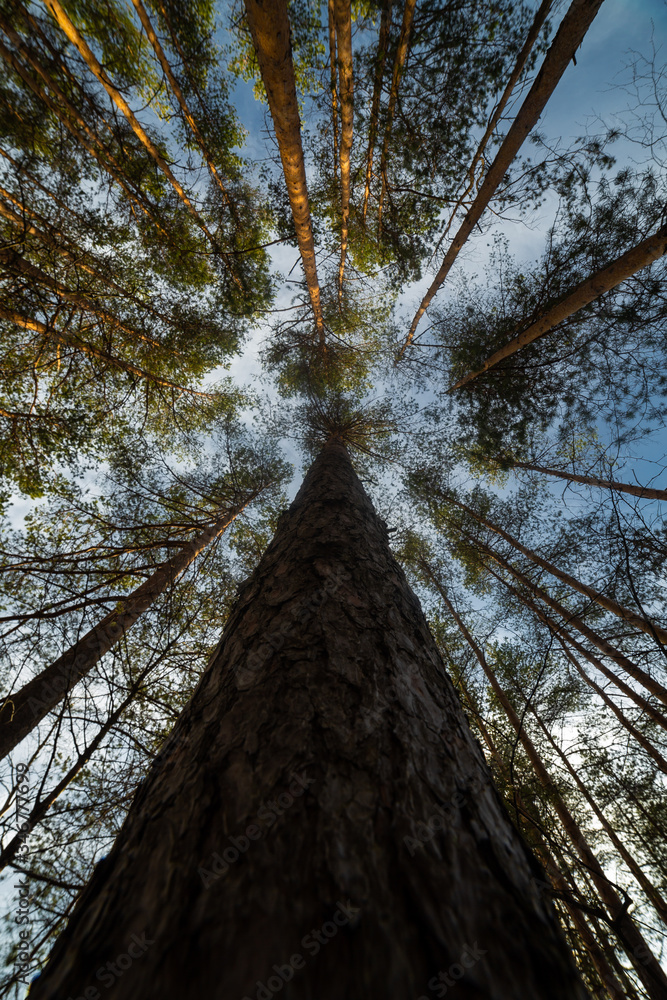 Pine tree at the summer day