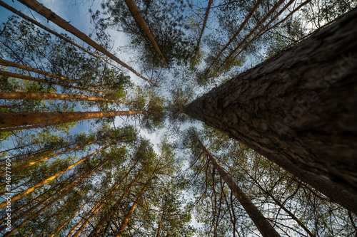 Obraz na płótnie Pine tree at the summer day w salonie