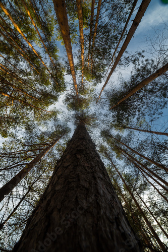 Obraz na płótnie Pine tree at the summer day w salonie