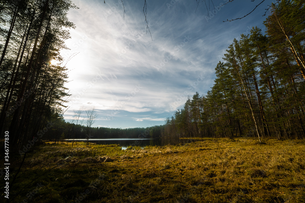 Pine forest landscape in Russia