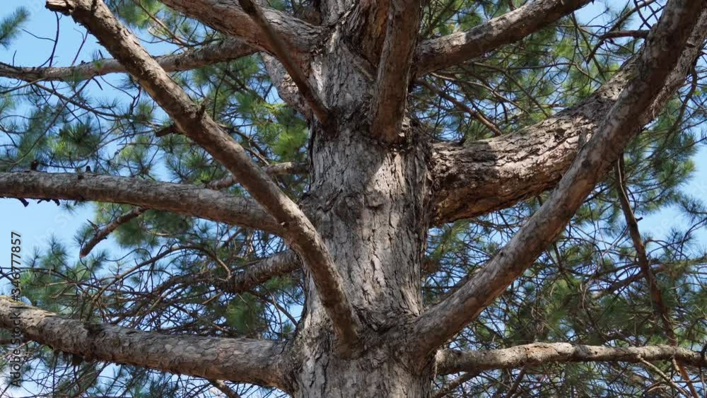 One big beautiful pine tree against the sky, natural nature, spring landscape
One big beautiful pine tree against the sky, natural nature, spring landscape