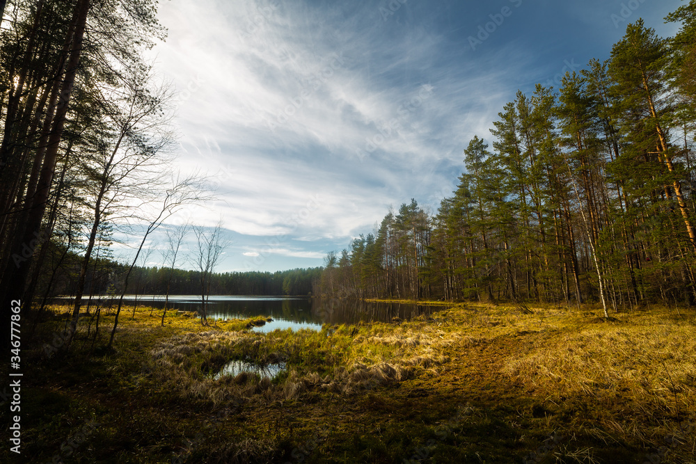 Pine forest landscape in Russia