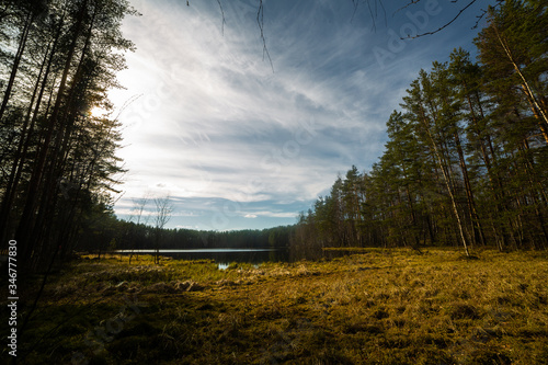 Obraz na płótnie Pine forest landscape in Russia w salonie