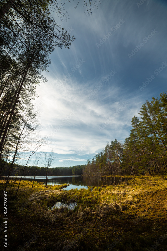 Pine forest landscape in Russia