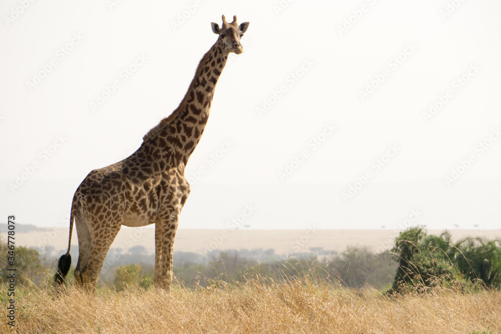 Obraz premium Girafas en Serengueti