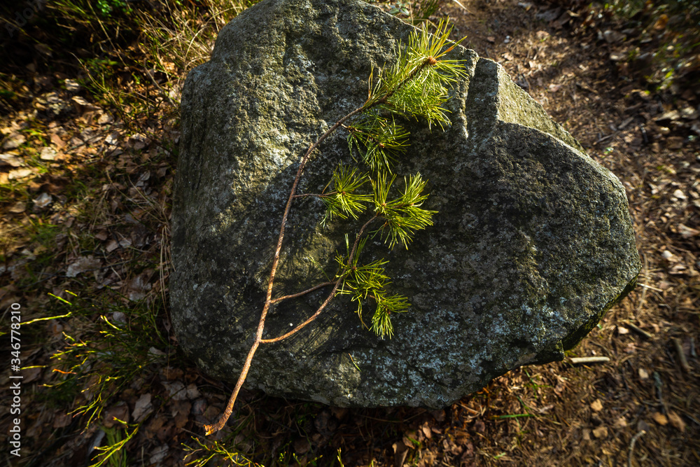 pine tree on stone in forest