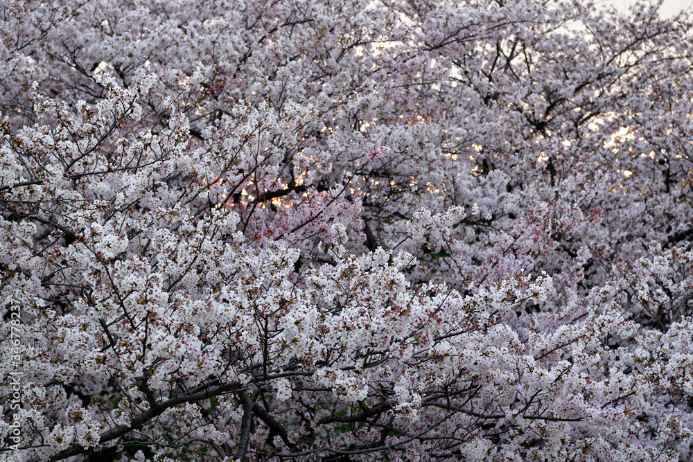 桜 桜