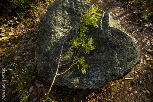 Obraz na płótnie pine tree on stone in forest w salonie