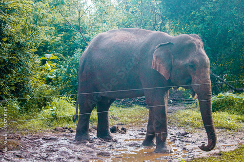 wild elephant in near the road