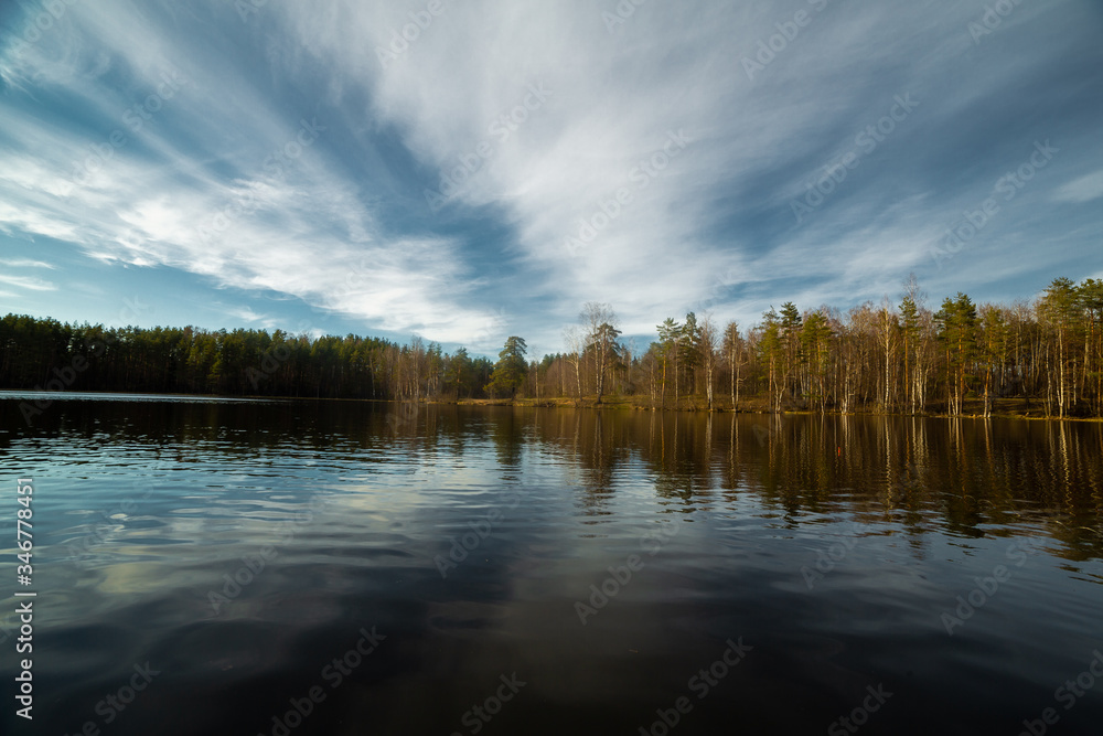 Pine forest landscape in Russia 