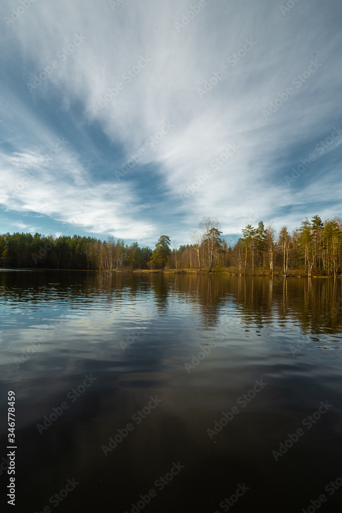 Pine forest landscape in Russia 