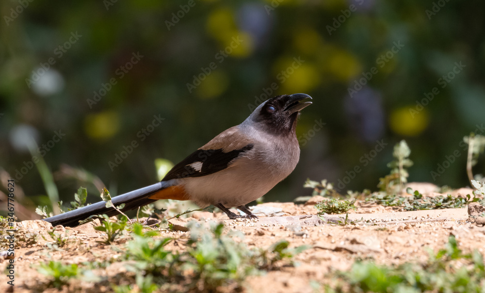 Beautiful bird, Grey Treepie (Dendrocitta formosae) Bird photographed in Sattal Beautiful bird, Grey Treepie (Dendrocitta formosae) Bird photographed in Sattal