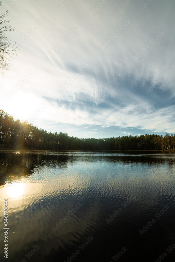Fototapeta premium Pine forest landscape in Russia