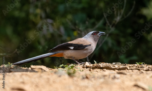 Beautiful bird, Grey Treepie (Dendrocitta formosae) Bird photographed in Sattal photo