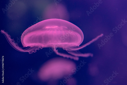 jellyfish at the aquarium 