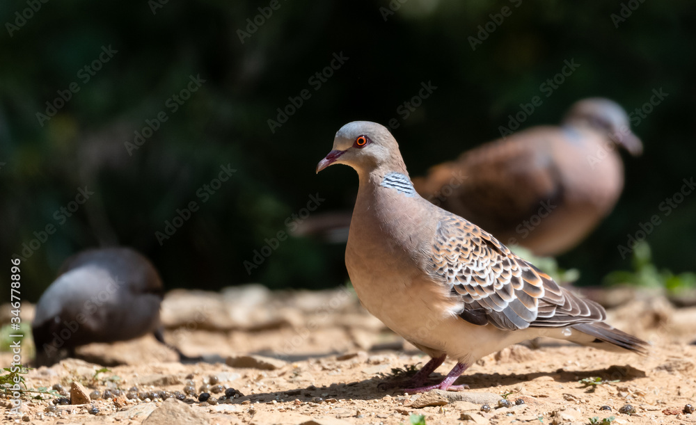 Turtle Dove bird posing on ground at Sattal, Uttrakhand Turtle Dove bird posing on ground at Sattal, Uttrakhand