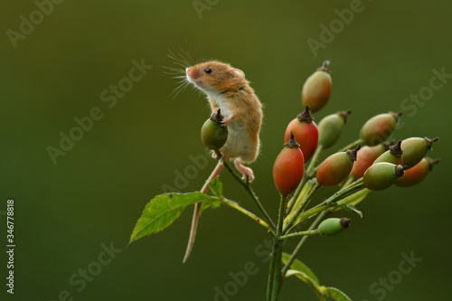 Face to face with Harvest mouse Micromys minutus