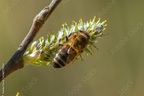 bee on the blooming Bud of a tree, a bee on a flower