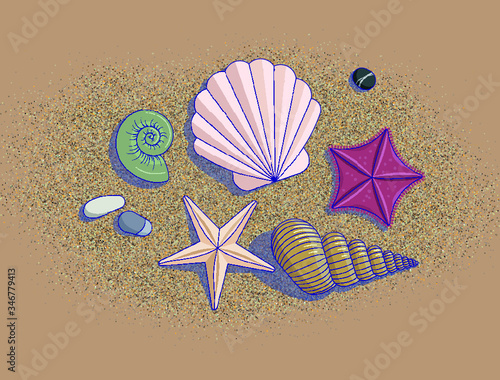 shells starfish rocks on the beach