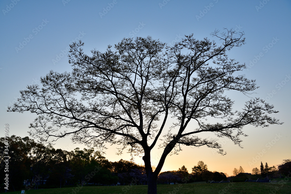 Fototapeta premium 夜明け