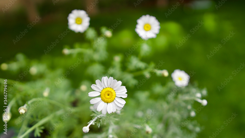white wild daisies in grass garden white wild daisies in grass garden