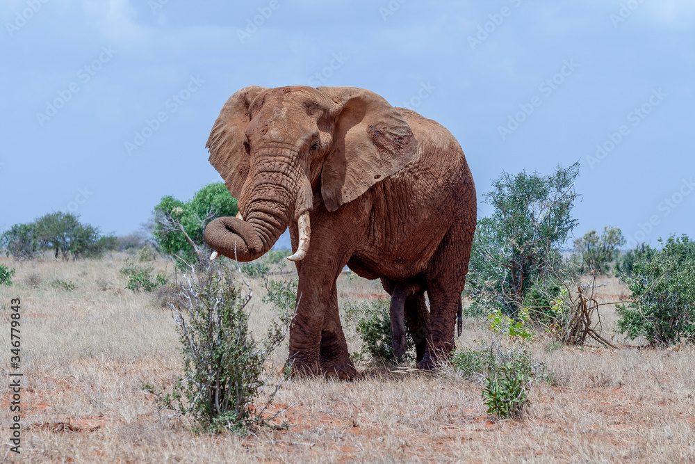 Fototapeta premium elephant in the wild