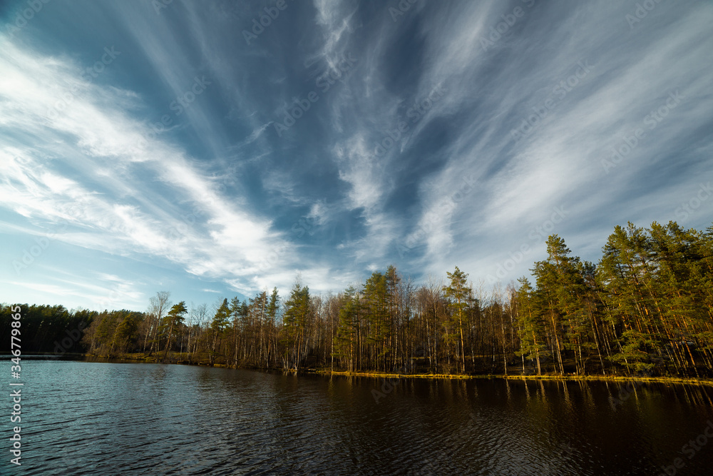 pine tree landscape at the summer