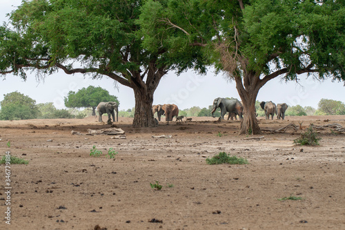 Photography herd of elephants