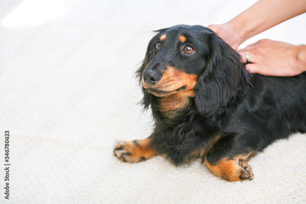 かわいいミニチュアダックス