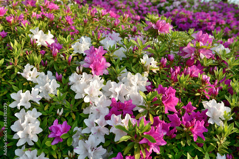 Naklejka premium ツツジ