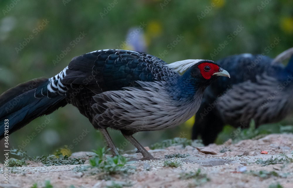 Naklejka premium Khaleej Pheasant male bird perching on tree at Sattal, Uttarakhand