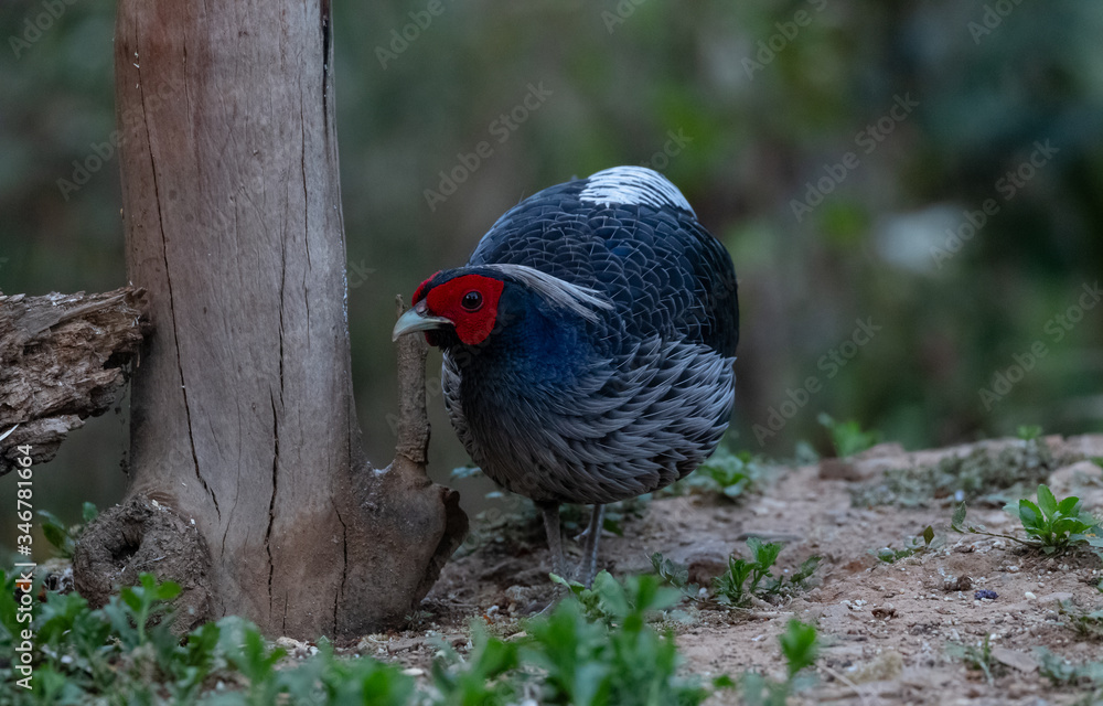 Khaleej Pheasant (Lophura leucomelanos) bird photographed in Sattal, Uttarakhand, India Khaleej Pheasant (Lophura leucomelanos) bird photographed in Sattal, Uttarakhand, India