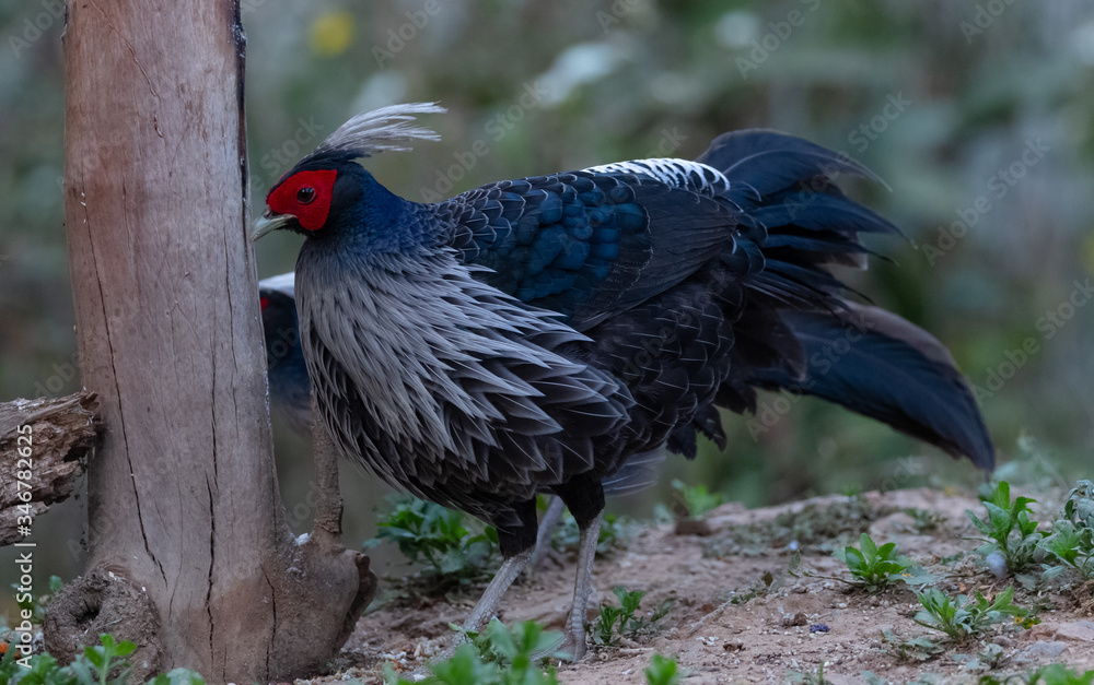 Obraz premium Khaleej Pheasant (Lophura leucomelanos) bird photographed in Sattal, Uttarakhand, India
