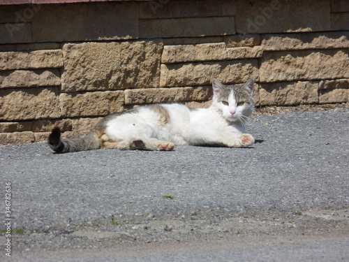 White and brown male stray cat laying on the pavement on a sunny day. Brick wall in the background © Katarina