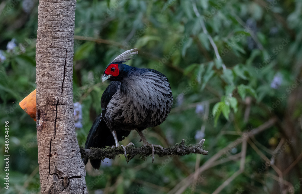 Obraz premium Khaleej Pheasant (Lophura leucomelanos) bird photographed in Sattal, Uttarakhand, India