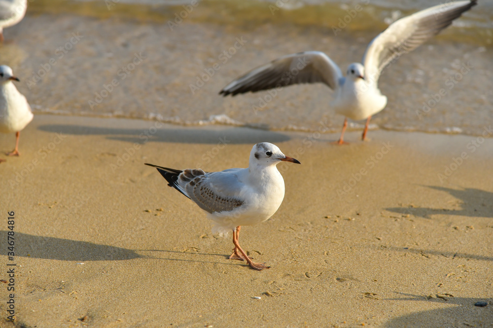 Seagull walking under dusk in Haeundae Beach, Busan, South Korea Asia. Seagull walking under dusk in Haeundae Beach, Busan, South Korea Asia.