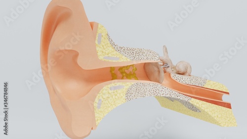 3d render structures of the human ear with the image of all the components often photo