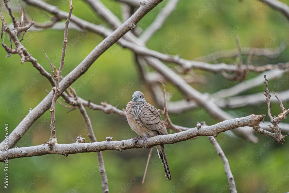 Zebra Dove in public park, Chatuchak Bangkok Thailand Zebra Dove in public park, Chatuchak Bangkok Thailand