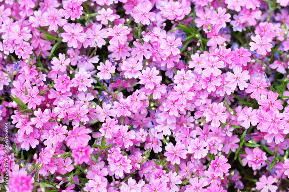 Blooming small purple flowers close-up, natural background.